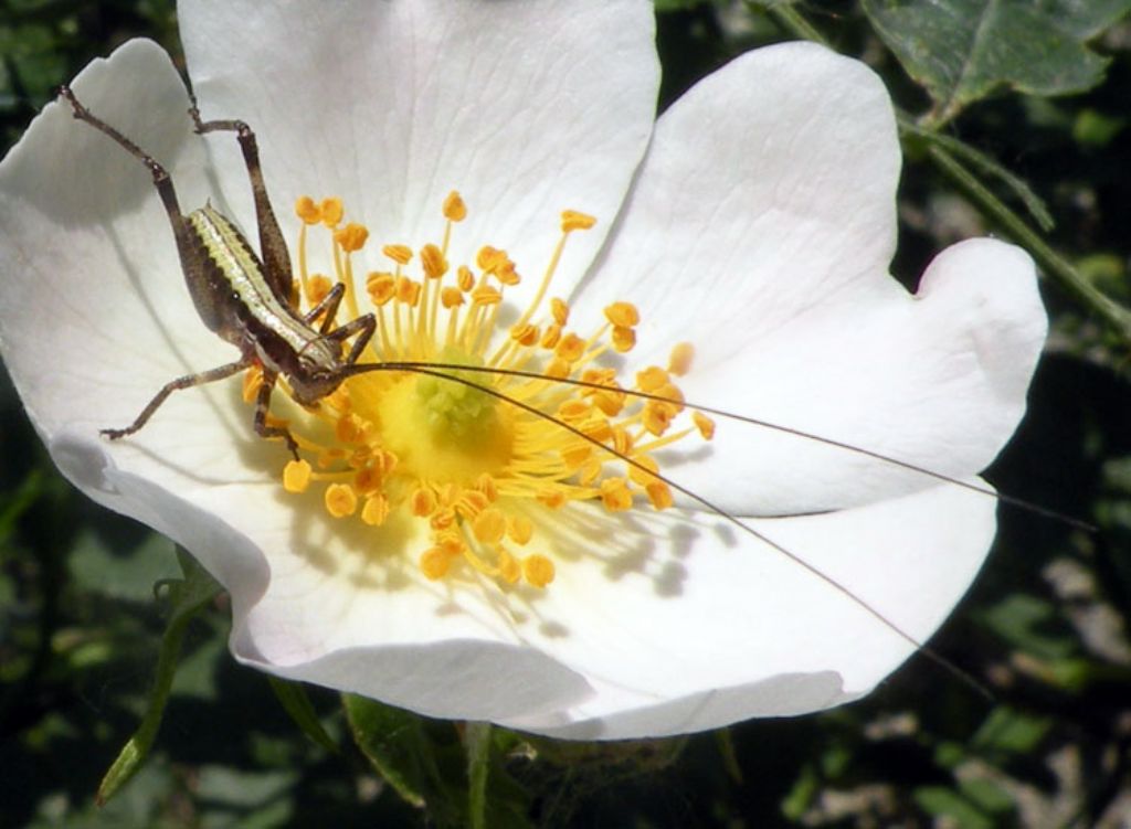 Tettigoniidae: Pholidoptera griseoaptera in vari stadi di sviluppo?   S!